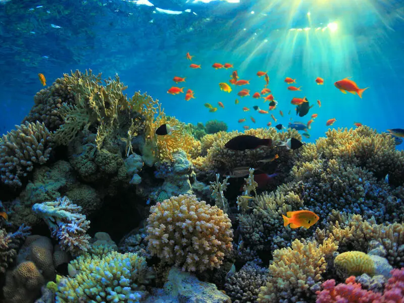 Korallen aus dem 3D-Drucker sollen die Biodiversität im Meer retten