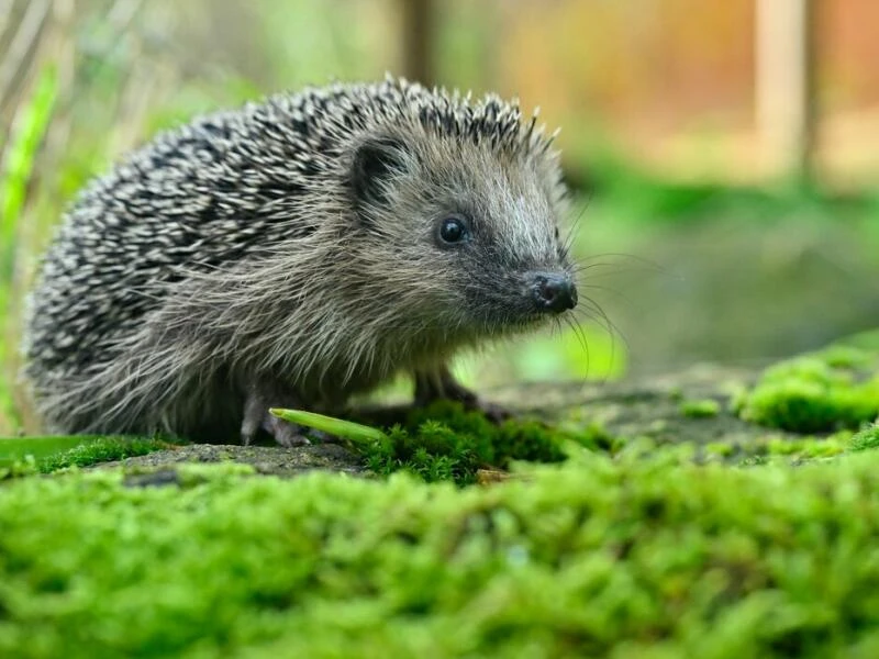 Igel