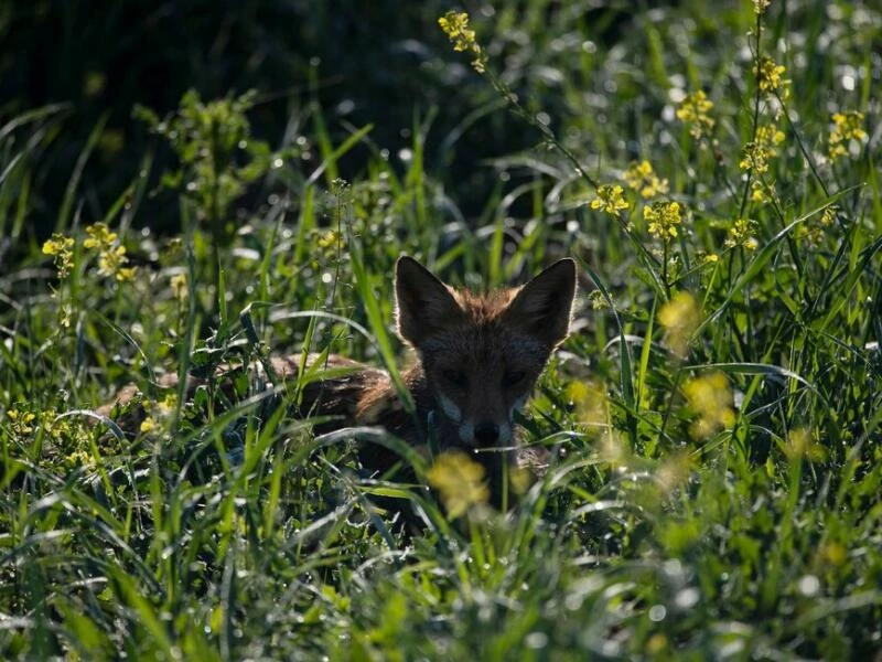 Fuchs auf der Wiese