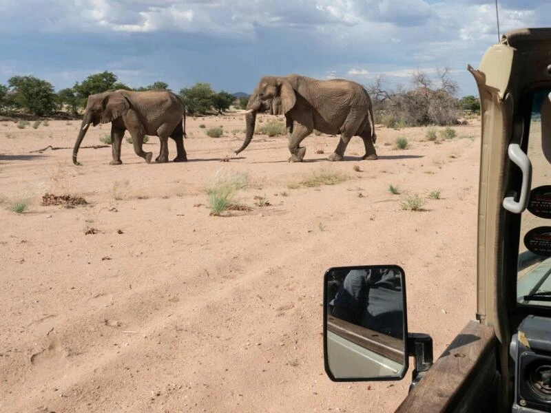 Elefanten-Beobachtungstour mit «Elephant Human Relations Aid»