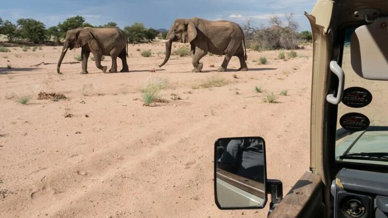 Elefanten-Beobachtungstour mit «Elephant Human Relations Aid»