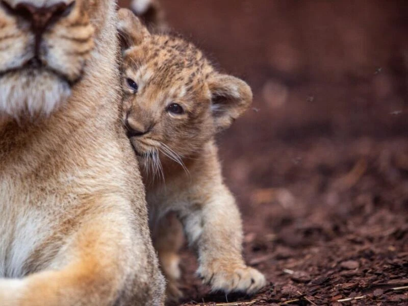 Löwenbaby im Schweriner Zoo