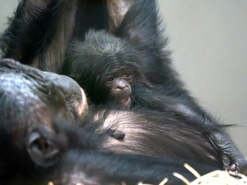 Bonobo-Nachwuchs in Stuttgart