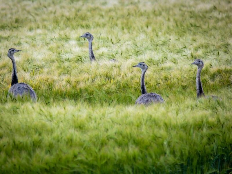 Wild lebende Nandus in Westmecklenburg