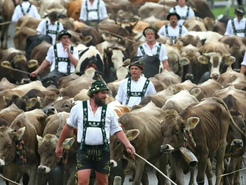 Viehscheid im Allgäu beginnt