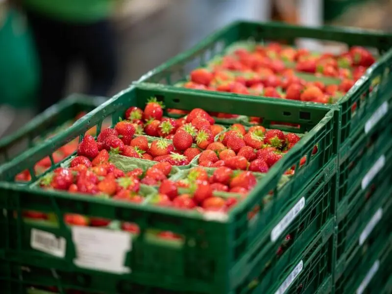 Gemüse- und Erdbeerenernte in Hamburg