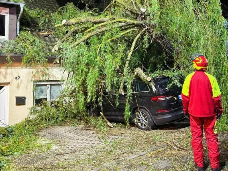 Baum fällt auf Autos und Haus