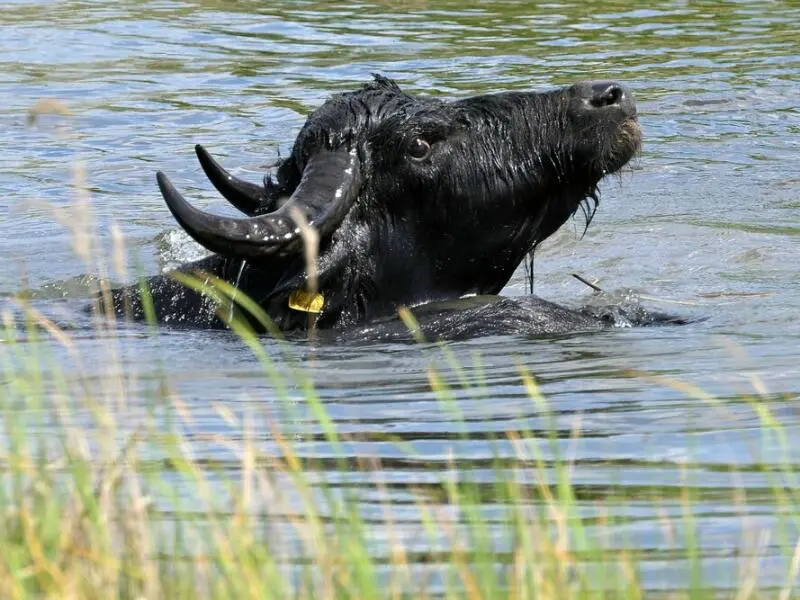Wasserbüffel im Landschaftspark Rudow-Altglienicke