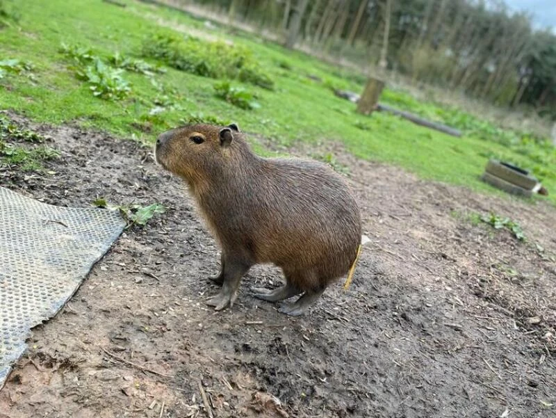 Entlaufenes Capybara namens Cinnamon