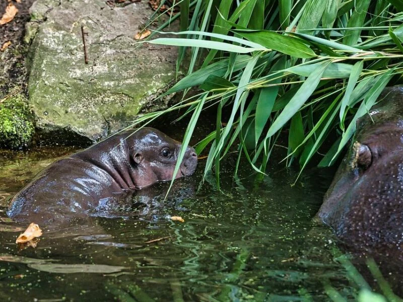 Mini-Hippo im Berliner Zoo zeigt sich der Öffentlichkeit