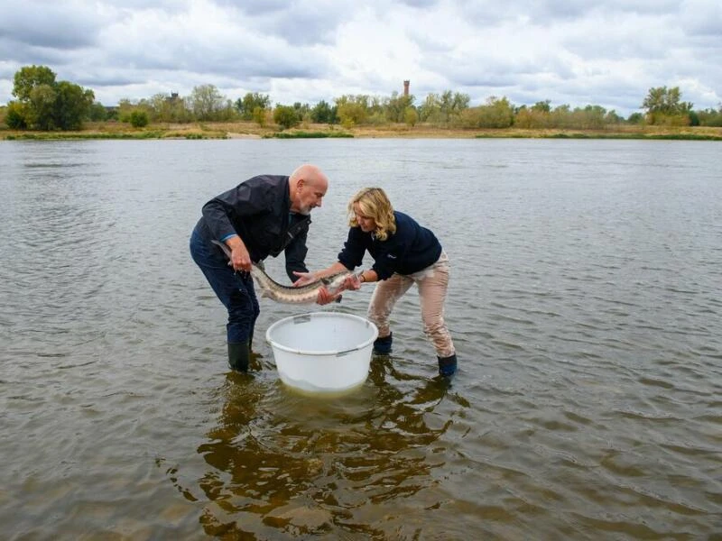 Störbesatz an der Elbe mit Bundesumweltministerin Lemke