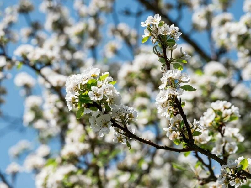 Die weißen Blüten der Birne