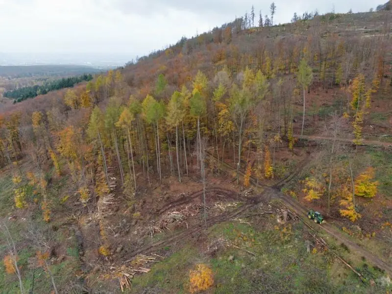 Waldzustandsbericht Hessen wird vorgestellt