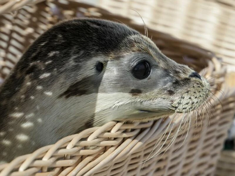 Auswilderung von jungen Seehunden in der Nordsee