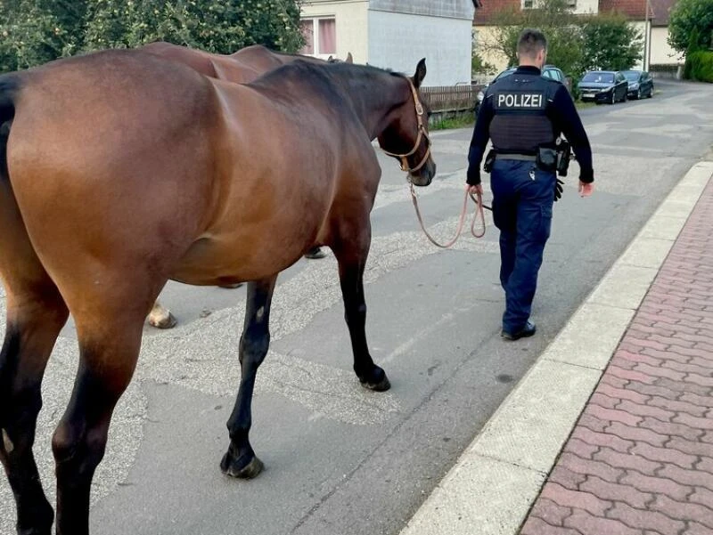 Freilaufendes Pferd an Bahnstrecke löst Polizeieinsatz aus