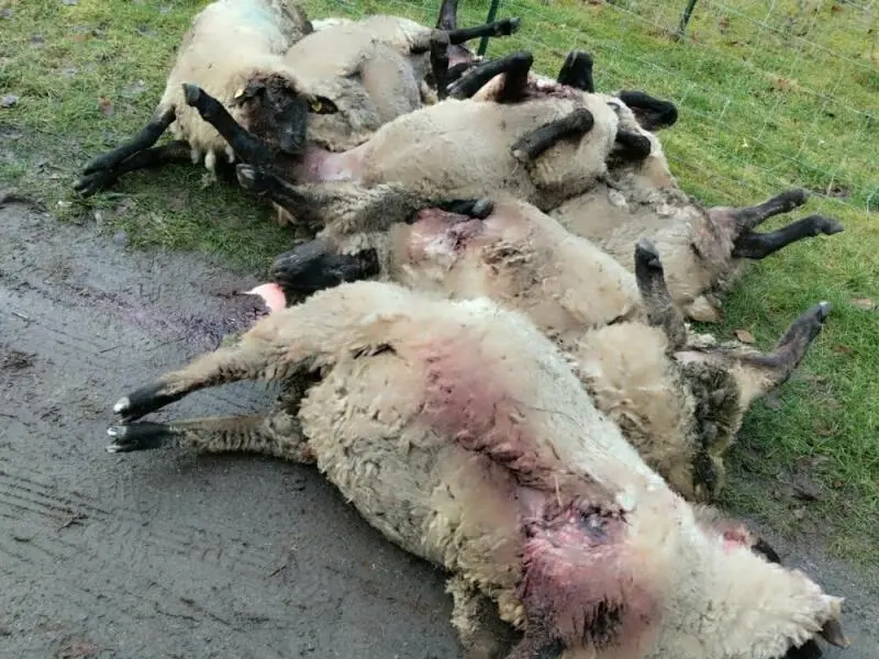 Tote Schafe