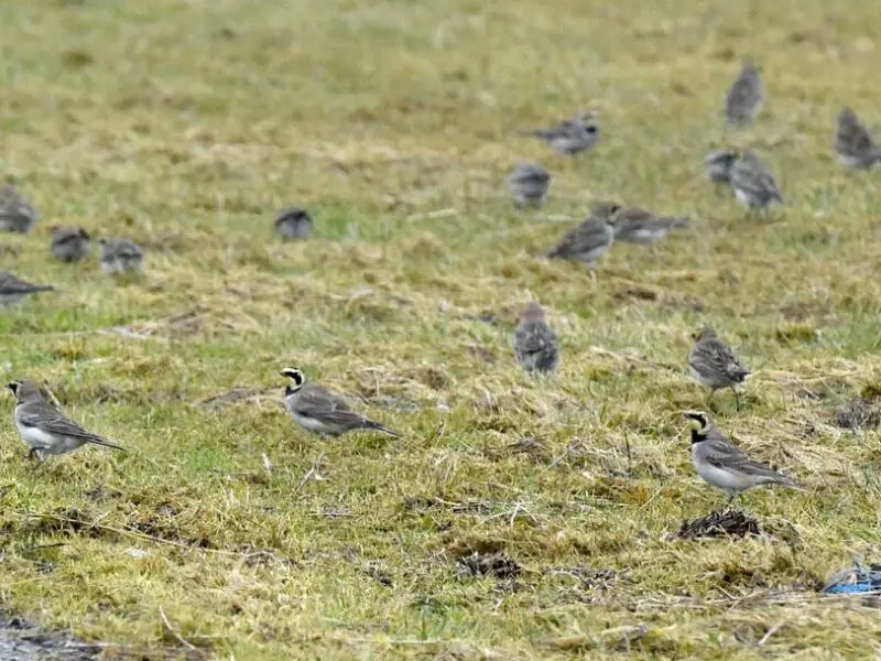 Skandinavische Vögel im Watt