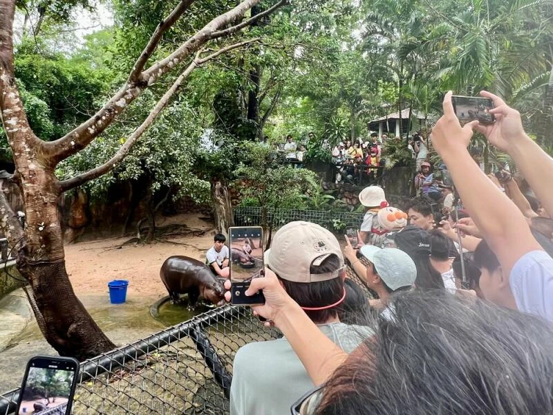 Zwergflusspferd Moo Deng in Thailand