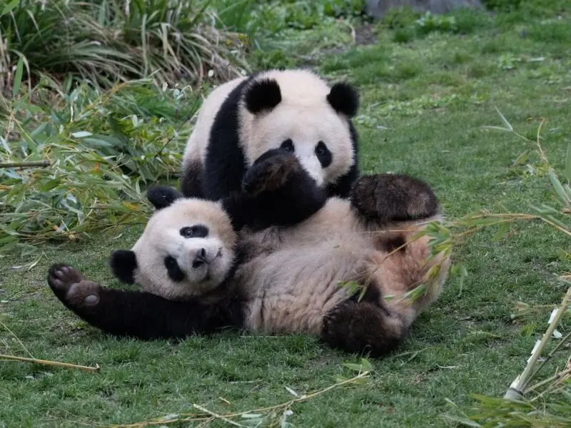 Pandabären Pit und Paule