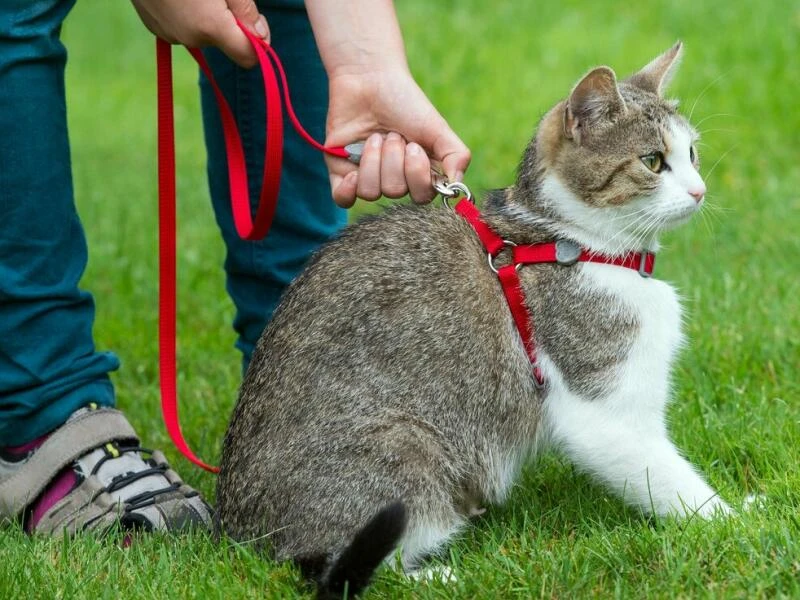 Katze mit Geschirr