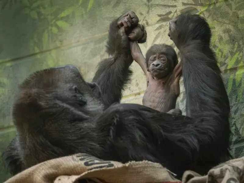 Gorilla-Nachwuchs im Londoner Zoo