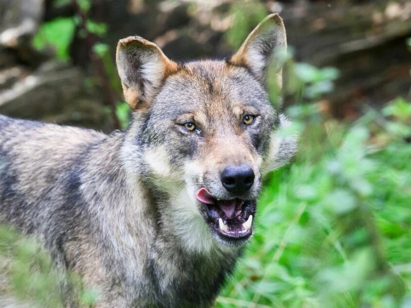 Gericht: Wölfe müssen auch in Österreich geschützt werden