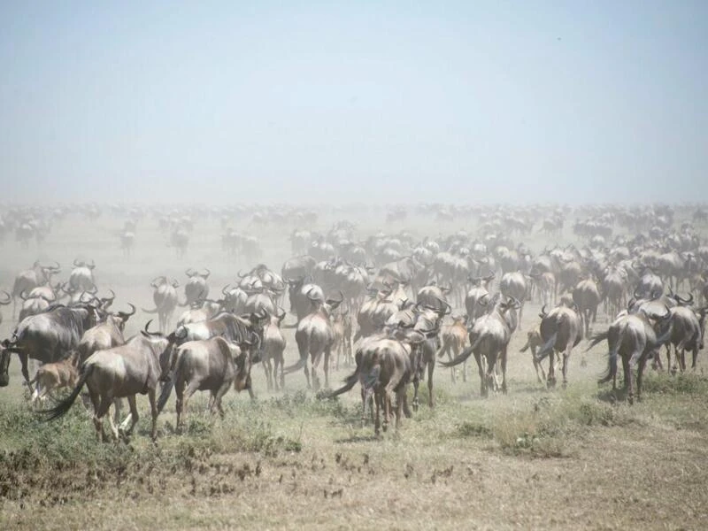 Naturschutzgebiet Afrika - Serengeti