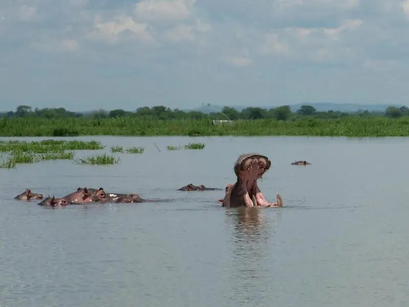 Flusspferd im Liwonde National Park