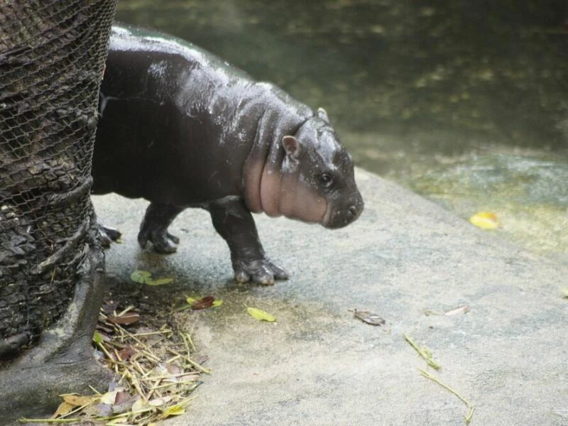 Zwergflusspferd Moo Deng in Thailand