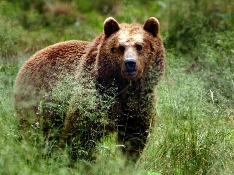 Braunbär im Gehege im Anholter Bärenwald