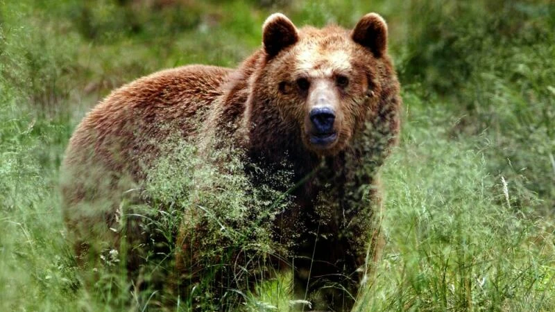 Braunbär im Gehege im Anholter Bärenwald