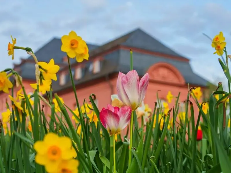 Frühlingsblüher vor dem Landtag