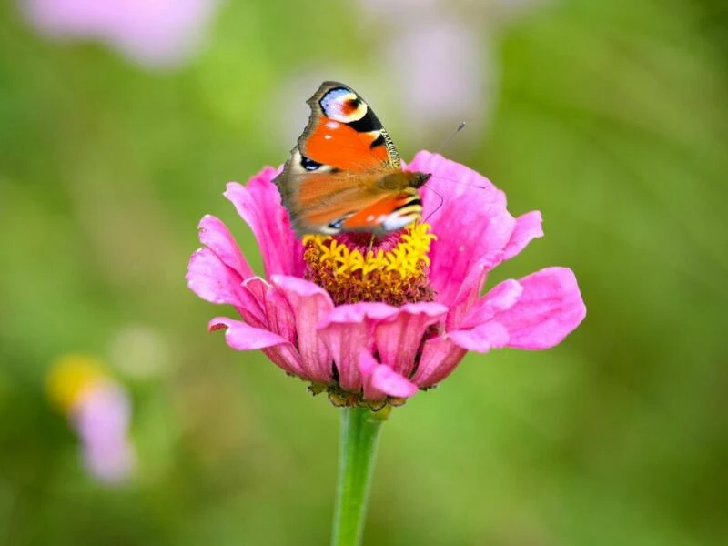 Schmetterlinge in der Uckermark