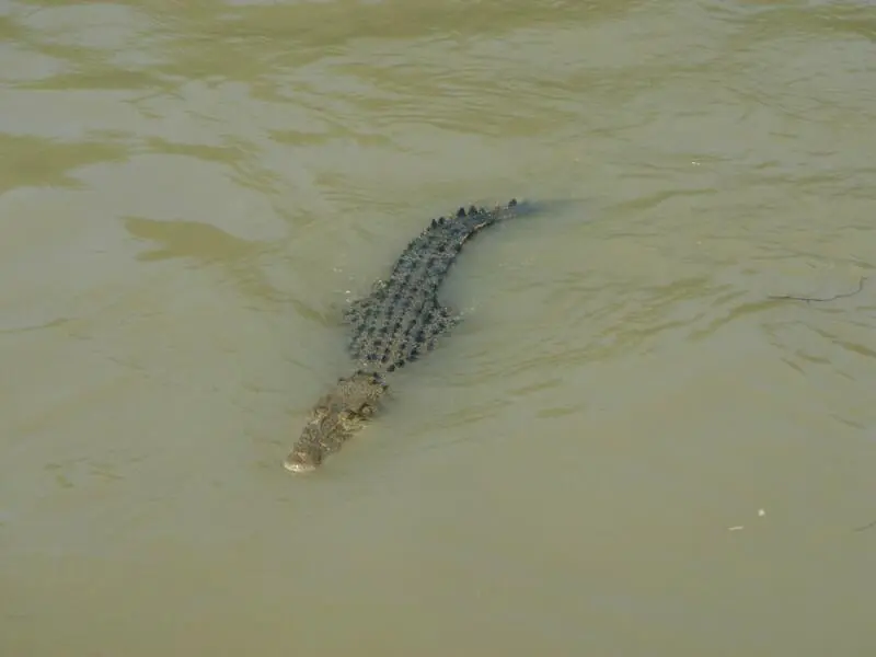 Krokodile im Northern Territory