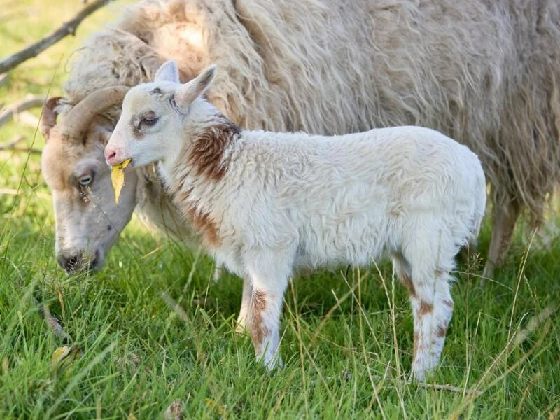 Schaf und Ziege zeugen mutmaßlich 