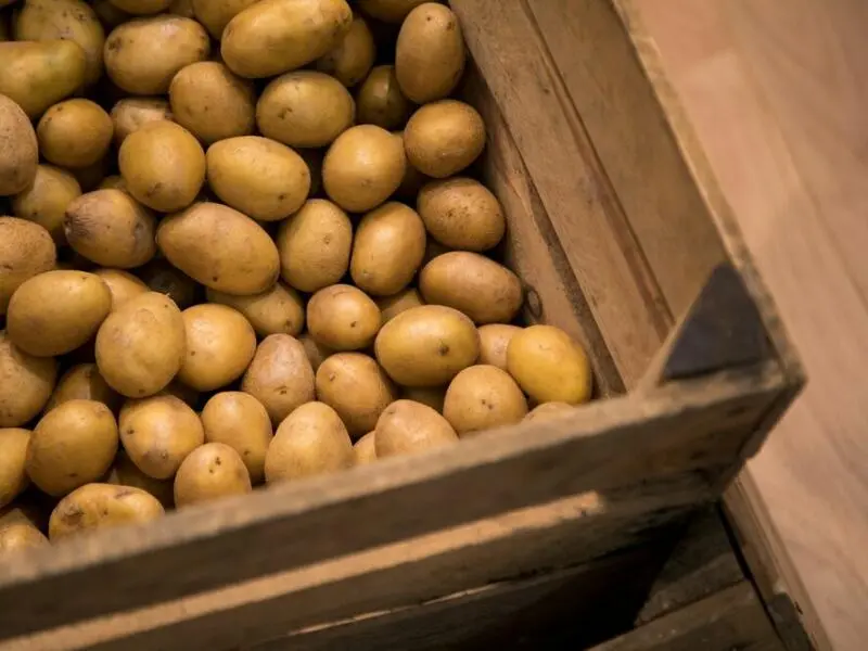 Kartoffeln lagern in einer Holzkiste