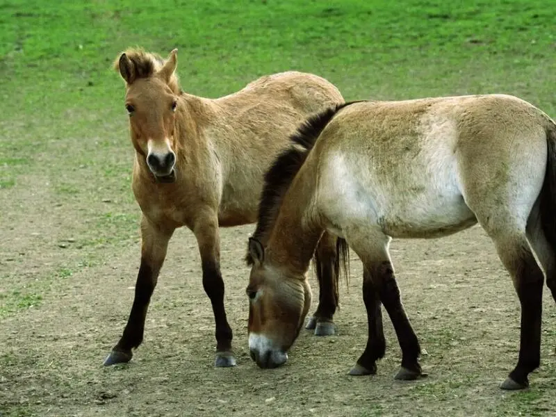 Przewalski-Pferde in Tschechien