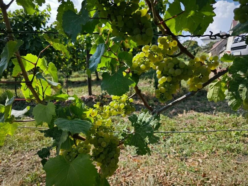 Weingut der Stadt Frankfurt