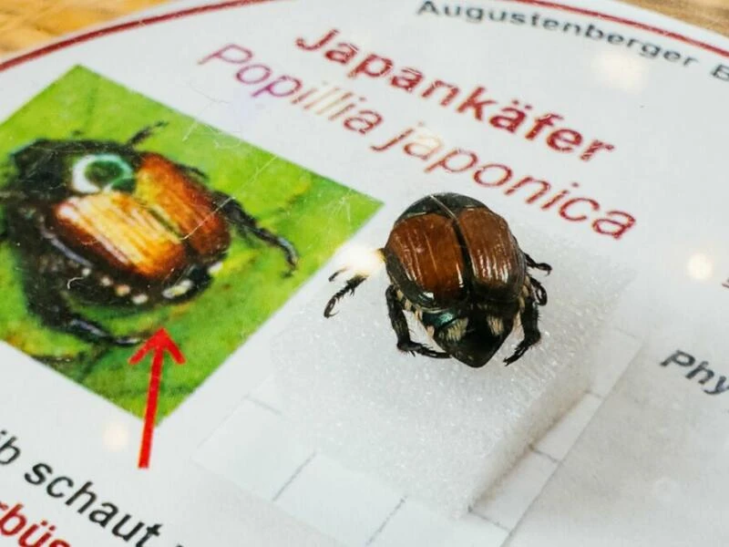 Kampf gegen Japankäfer