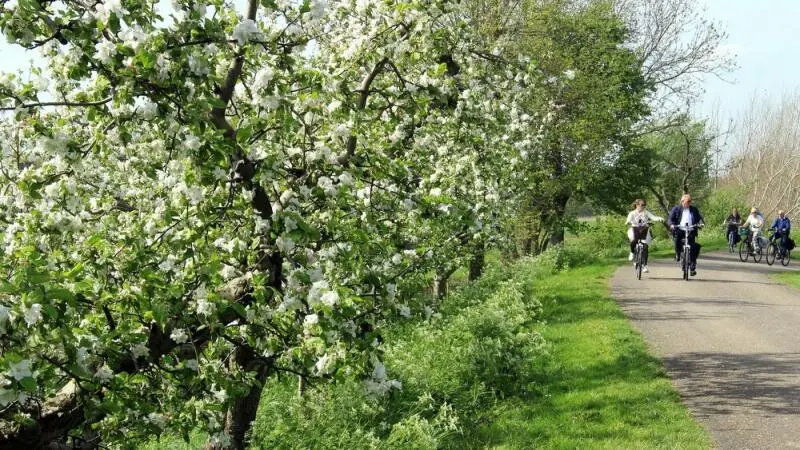 Apfelbäume in voller Blüte