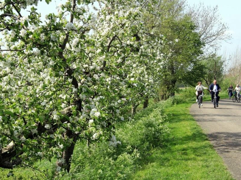 Apfelbäume in voller Blüte