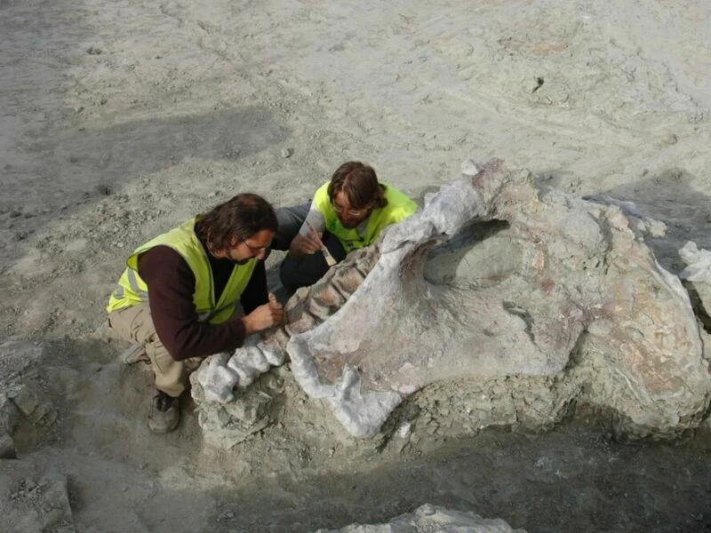 Neuer Langhals-Dinosaurier in Spanien entdeckt