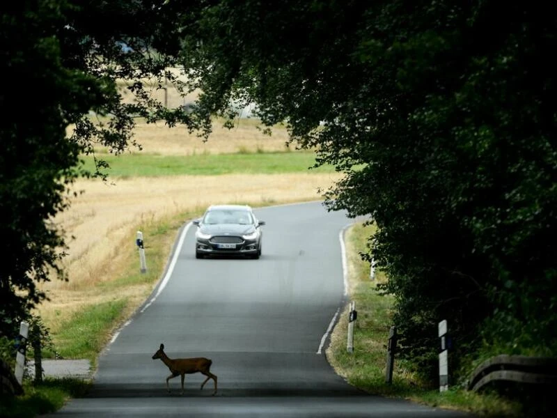 Ein Reh überquert eine Straße