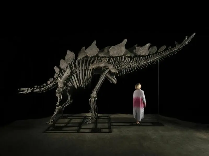 Stegosaurus-Skelett