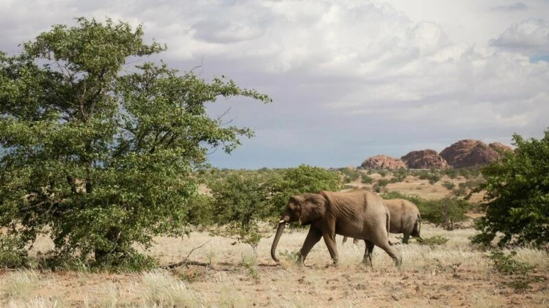 Elefanten-Beobachtungstour mit «Elephant Human Relations Aid»