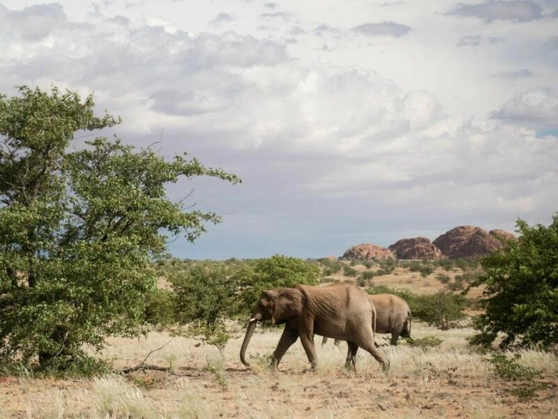 Elefanten-Beobachtungstour mit «Elephant Human Relations Aid»