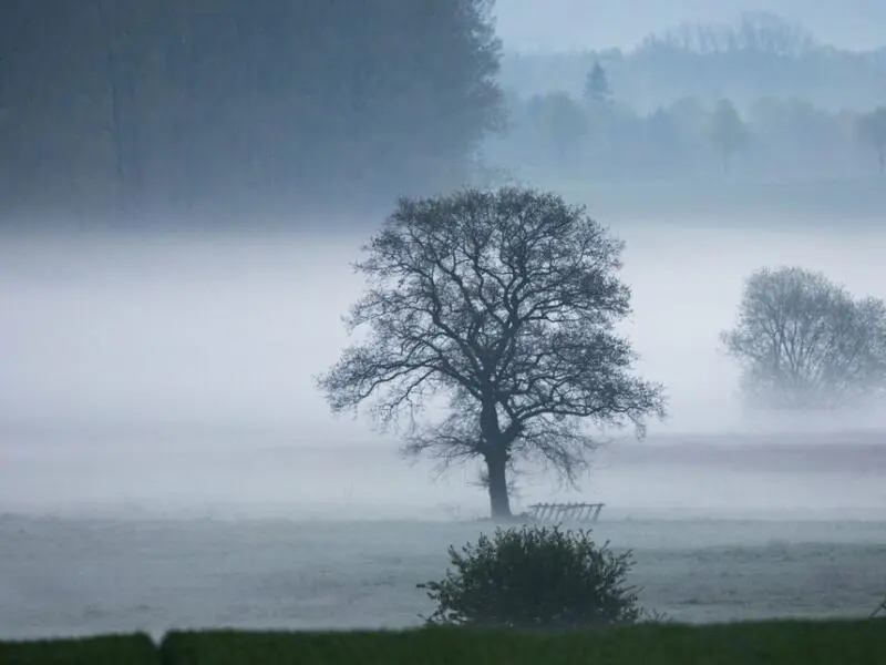 Morgennebel in Mecklenburg