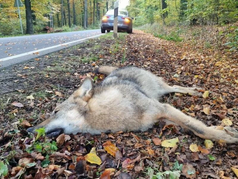 Wolf überfahren