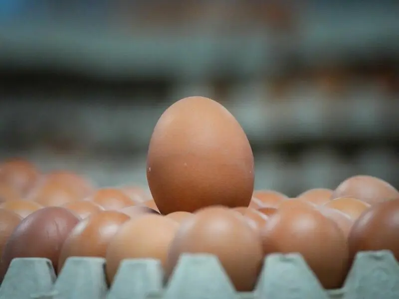 Braune Eier - Symbolbild