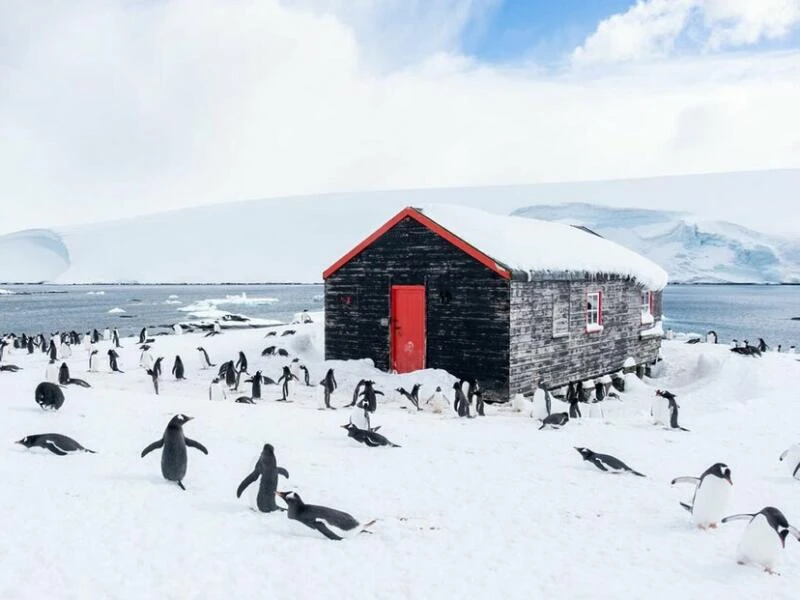 Pinguine zählen in der Antarktis